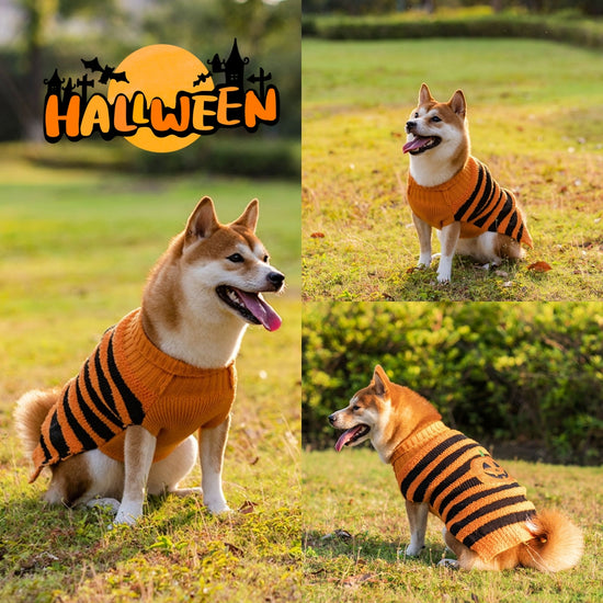 Halloween Dog Sweater – Cozy Pet Costume for Small Dogs